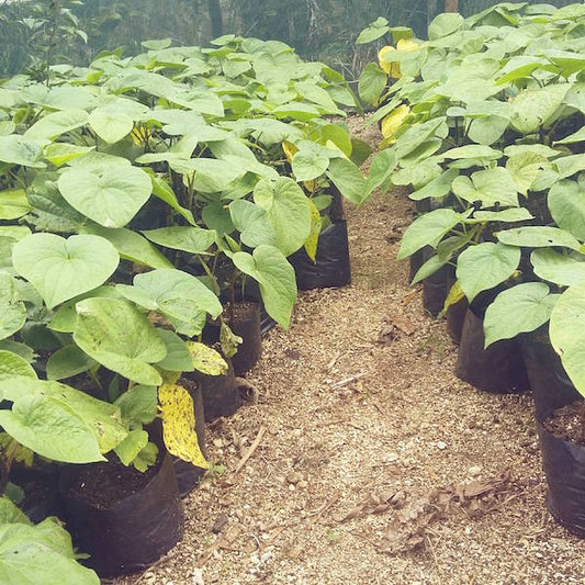 What's the Difference Between Heady and Heavy Kava?