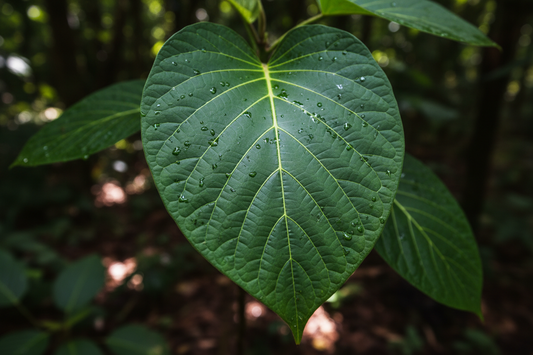 Kava Side Effects: What to Know Before You Drink Kava